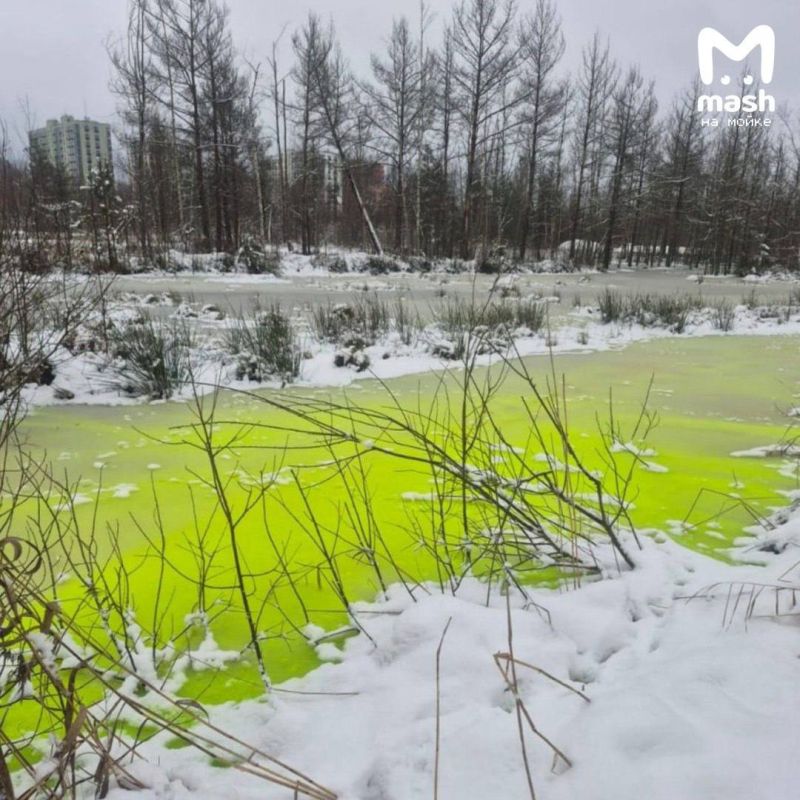Гринч начал своё дело раньше положенного — расхищает кайф зимних утех и заливает непонятной неоновой жидкостью озеро с утками во Всеволожске