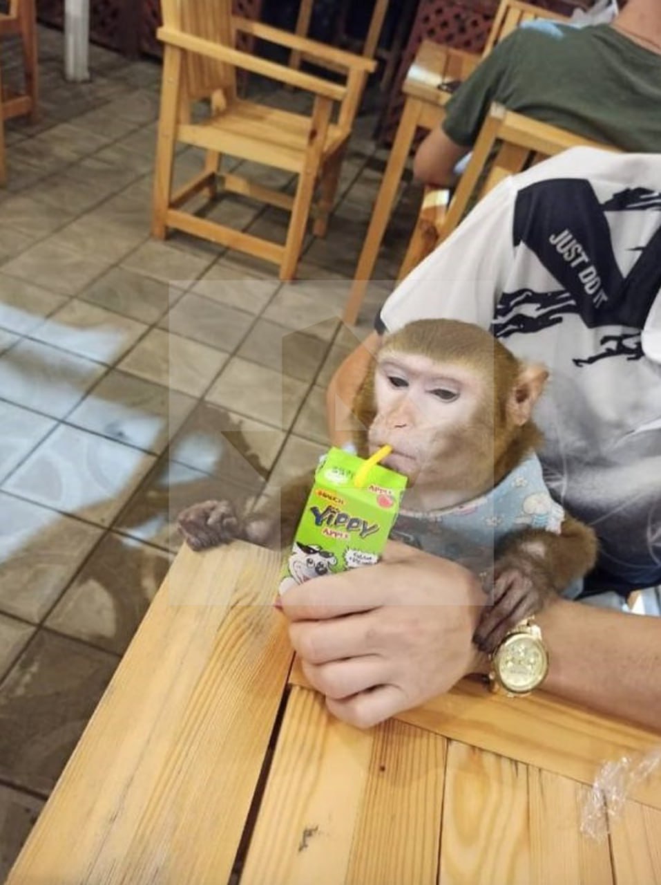 Обезьяна по кличке Маша пропала в Петербурге Обезьяна по кличке Маша пропала в Петербурге