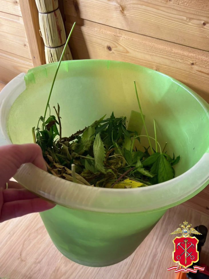 Конопляный сад вырастил житель Ленобласти якобы для личного употребления Конопляный сад вырастил житель Ленобласти якобы для личного употребления