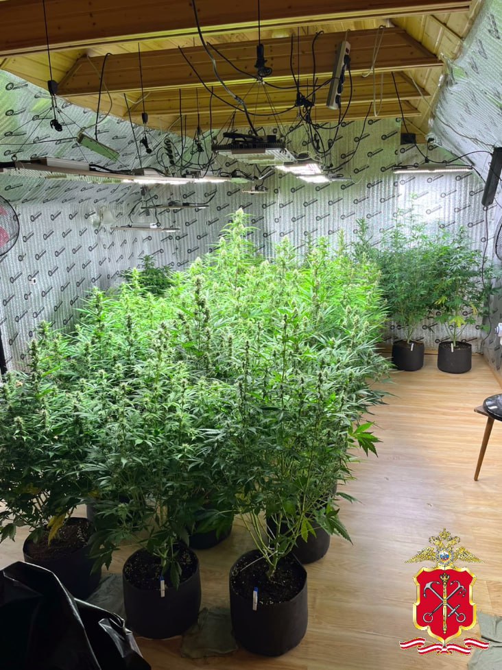 Конопляный сад вырастил житель Ленобласти якобы для личного употребления