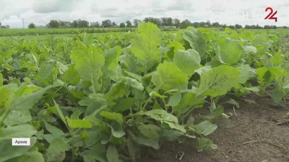 В коня корм. Аграрно-промышленный комлпекс Ленинградской области подводит итоги года