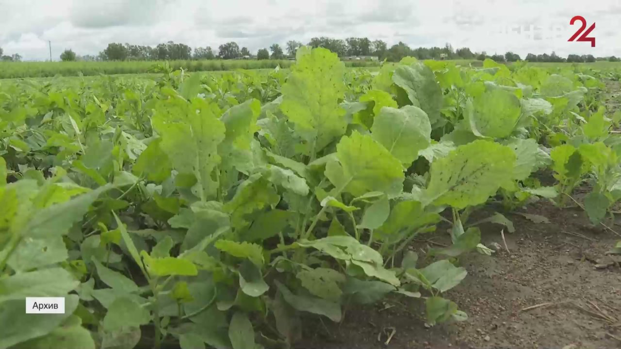 В коня корм. Аграрно-промышленный комлпекс Ленинградской области подводит итоги года