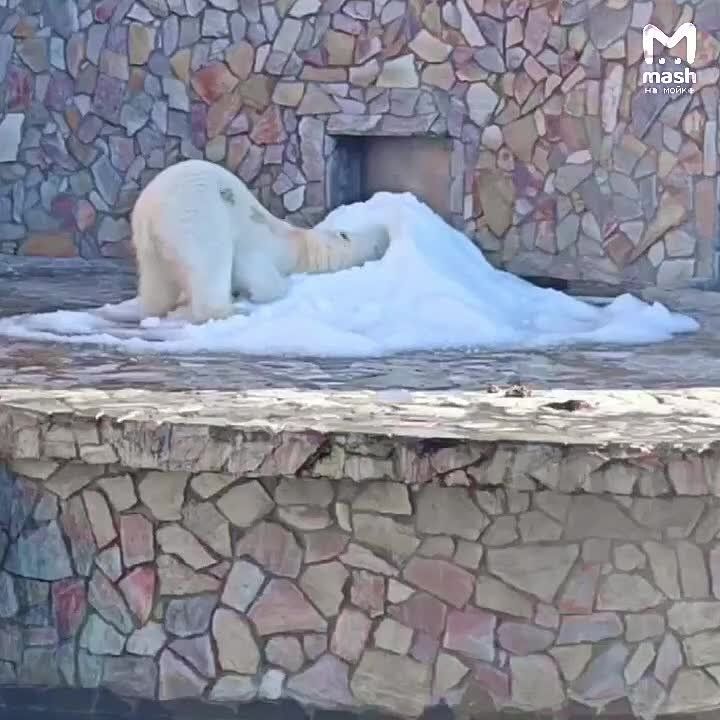 Косолапатая красотка Хаарчаана празднует дэрэшку — свои девять лет белая медведица встречает в Ленинградском зоопарке