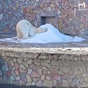 Косолапатая красотка Хаарчаана празднует дэрэшку — свои девять лет белая медведица встречает в Ленинградском зоопарке