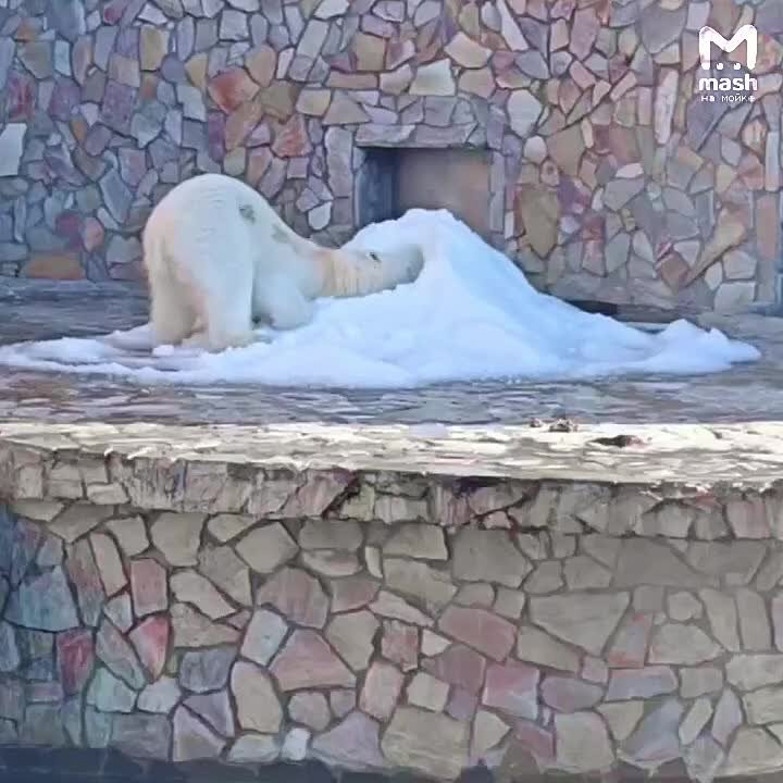 Косолапатая красотка Хаарчаана празднует дэрэшку — свои девять лет белая медведица встречает в Ленинградском зоопарке