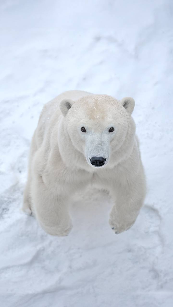 Белой медведице Хаарчаане сегодня исполняется 9 лет Белой медведице Хаарчаане сегодня исполняется 9 лет