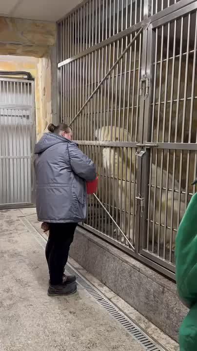 Белой медведице Хаарчаане сегодня исполняется 9 лет