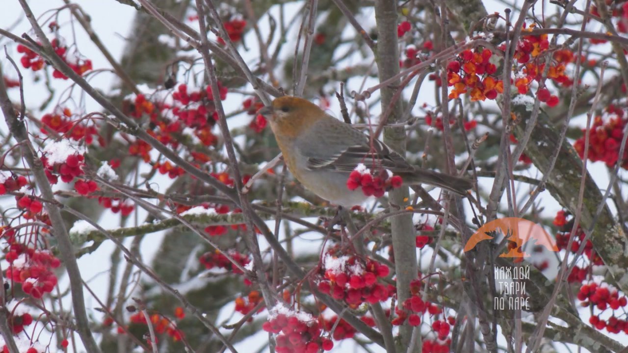 Ленобласть принимает редких гостей — северных попугаев