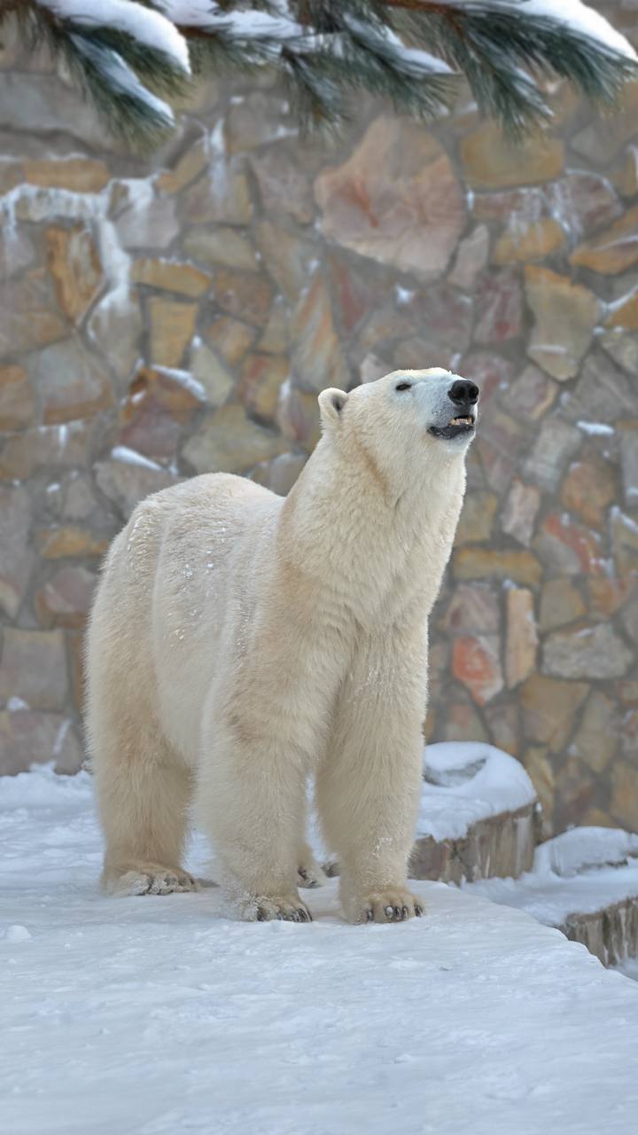 Белой медведице Хаарчаане сегодня исполняется 9 лет Белой медведице Хаарчаане сегодня исполняется 9 лет