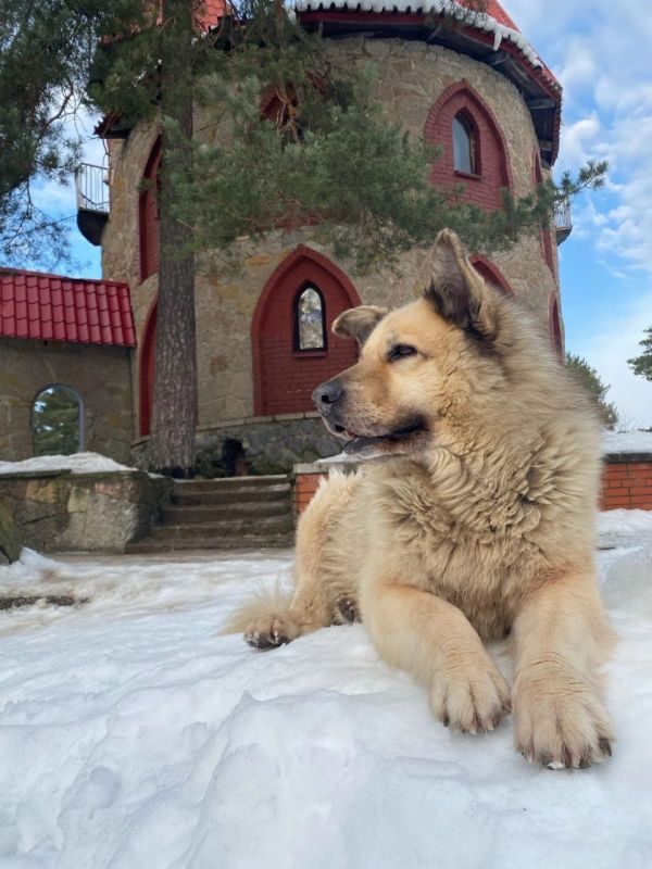 «Душа города»: в Сосновом Бору прощаются с любимцем местных — псом Кефиром