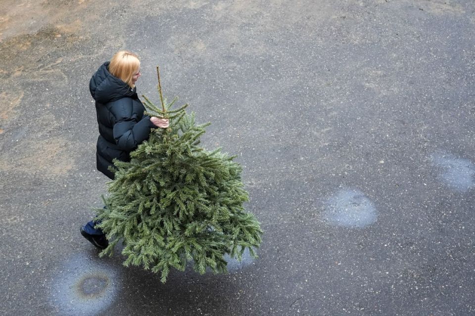 В лесу родилась ёлочка: с 1 декабря петербуржцы смогут привезти себе из Ленобласти новогоднее деревце