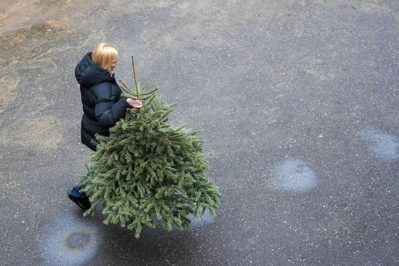 В лесу родилась ёлочка: с 1 декабря петербуржцы смогут привезти себе из Ленобласти новогоднее деревце