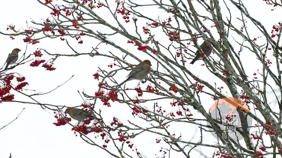 В Ленобласть прилетели северные попугаи