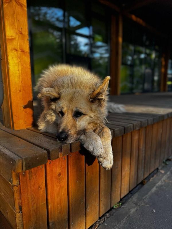 В Сосновом Бору умер знаменитый пес Кефир