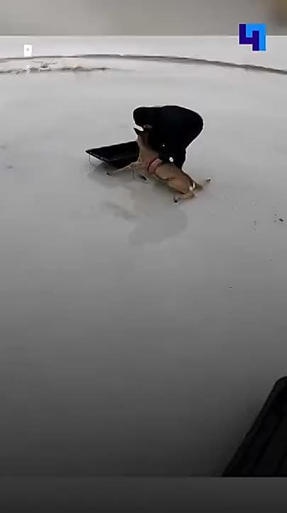 Рыбаки в Новосибирской области спасли десятки косуль, застрявших на скользком льду