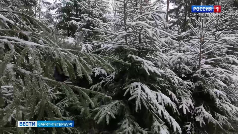 В Ленинградской области стартовала традиционная акция "Новогодняя елка в каждый дом"