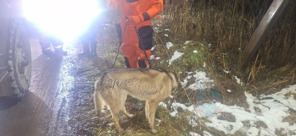 В Тосно спасатели поймали собаку, выбежавшую на тонкий лед