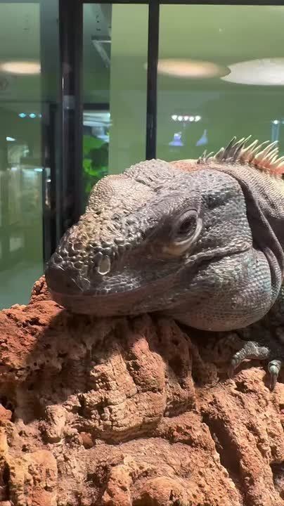 Кареглазая красотка кайфует, нежась на тёплых камнях