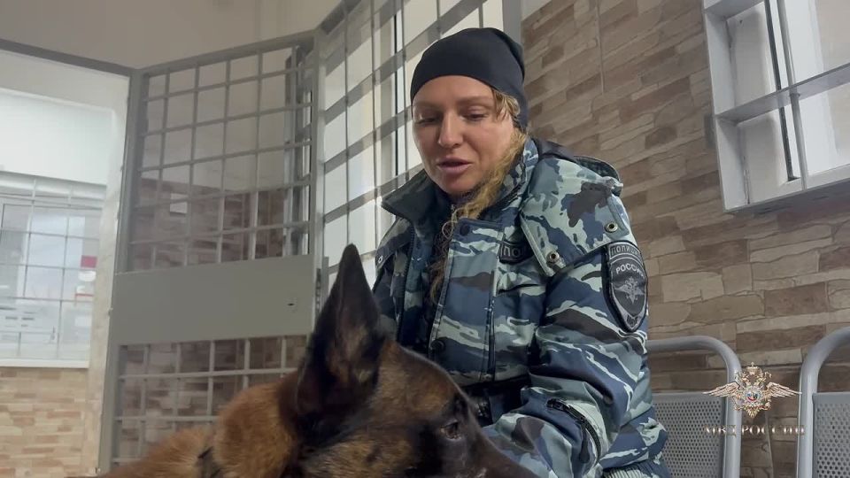 В Петербурге собака по кличке Опер нашла потерявшегося мальчика