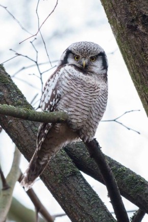 В Петербург наведалась ястребиная сова