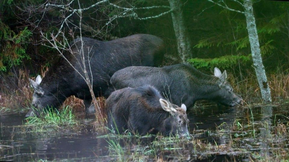Лоси в Ленобласти продолжают кормиться на водоемах из-за теплой зимы