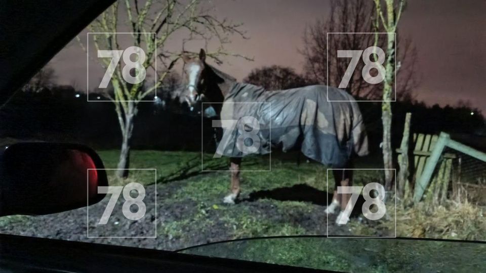 Пострадавшая при нападении лошади в Ленобласти остаётся в тяжёлом состоянии