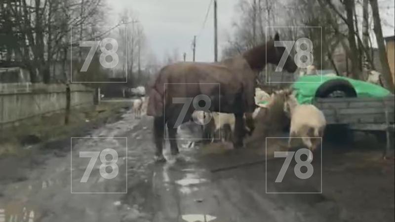 Пострадавшая при нападении лошади в Ленобласти остаётся в тяжёлом состоянии Пострадавшая при нападении лошади в Ленобласти остаётся в тяжёлом состоянии