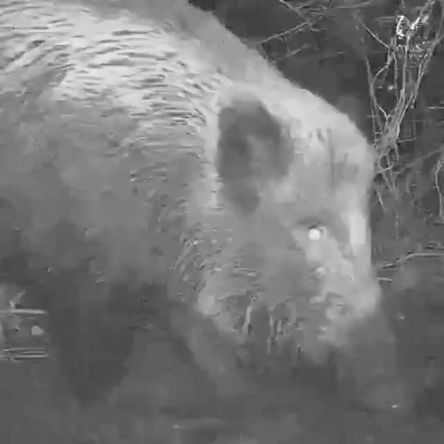 Отец года (на этот раз без сарказма) живёт в Ленобласти — они с сыном прикормили кабанчика и теперь следят за ним, а весной также планируют найти медведя