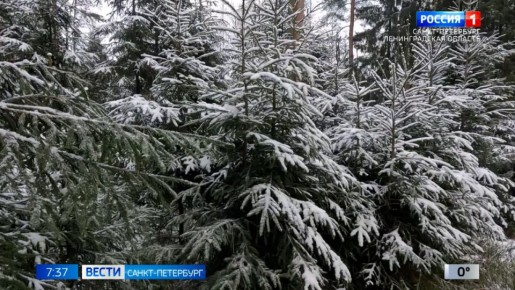 В Ленинградской области проходит ежегодная акция "Новогодняя елка в каждый дом"
