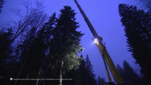 В Ленобласти срубили главную новогоднюю ель Петербурга