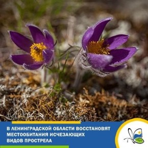 Ученые займутся спасением краснокнижных прострелов в Ленобласти