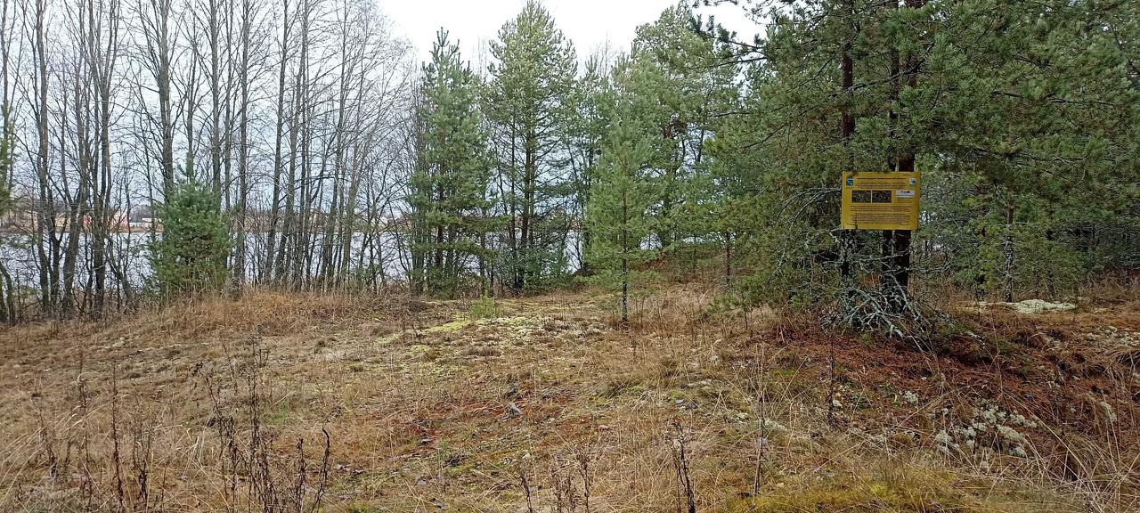 Ученые займутся спасением краснокнижных прострелов в Ленобласти Ученые займутся спасением краснокнижных прострелов в Ленобласти