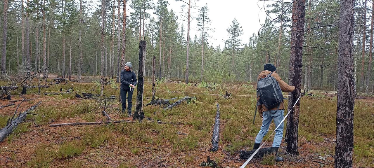 Ученые займутся спасением краснокнижных прострелов в Ленобласти Ученые займутся спасением краснокнижных прострелов в Ленобласти