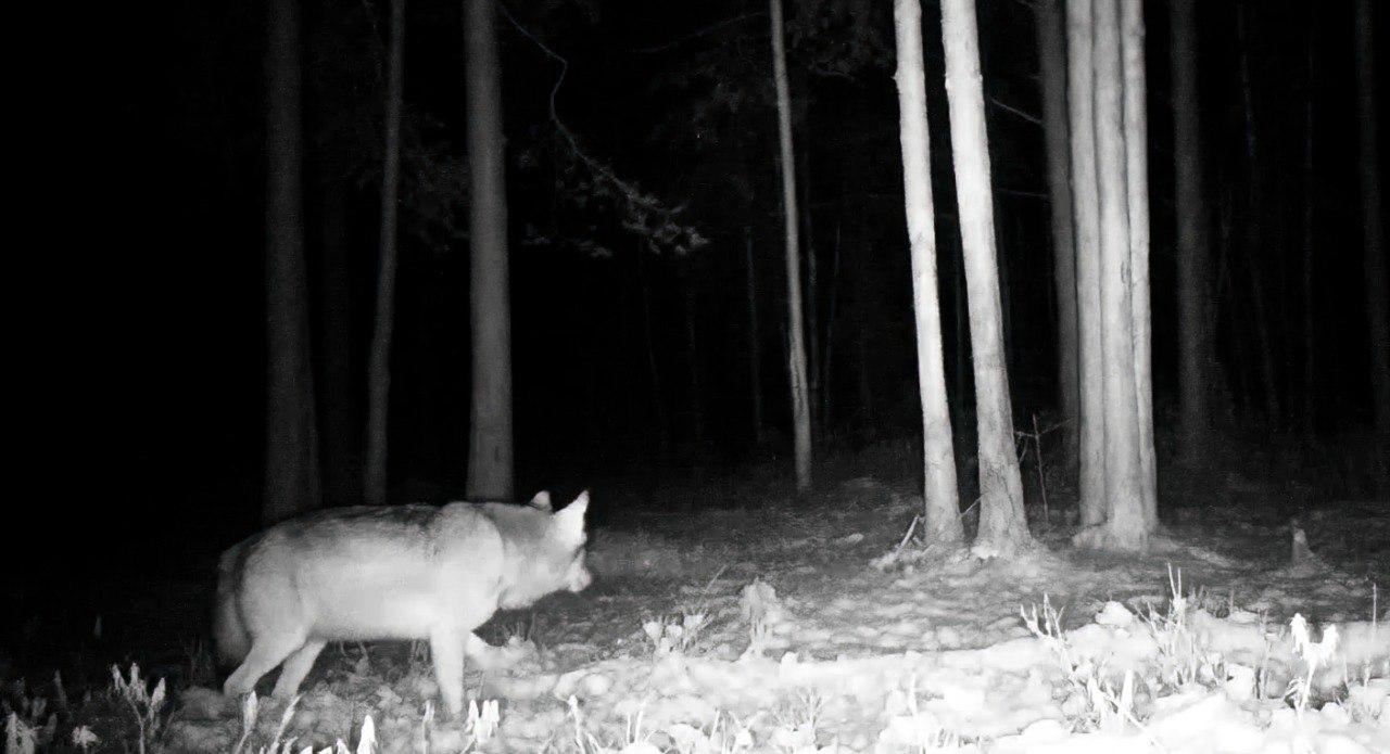 Взрослый волк попал в объектив фотоловушки во Всеволожском районе Взрослый волк попал в объектив фотоловушки во Всеволожском районе