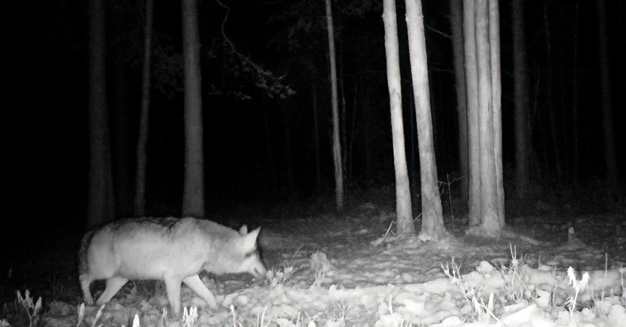 Взрослый волк попал в объектив фотоловушки во Всеволожском районе Взрослый волк попал в объектив фотоловушки во Всеволожском районе