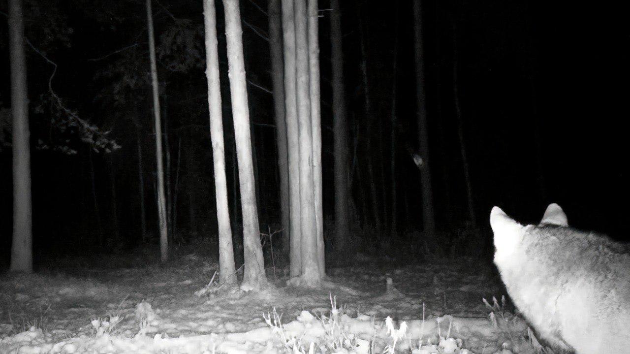 Взрослый волк попал в объектив фотоловушки во Всеволожском районе Взрослый волк попал в объектив фотоловушки во Всеволожском районе