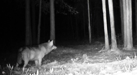 Взрослый волк попал в объектив фотоловушки во Всеволожском районе