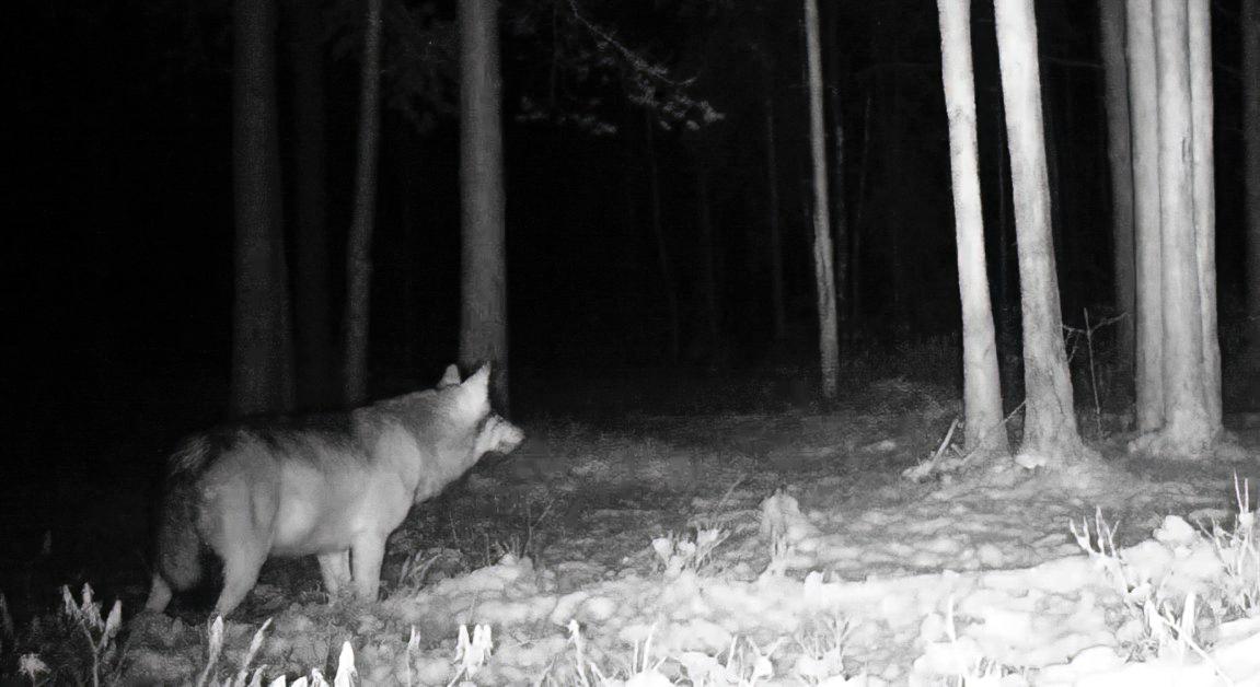 Взрослый волк попал в объектив фотоловушки во Всеволожском районе