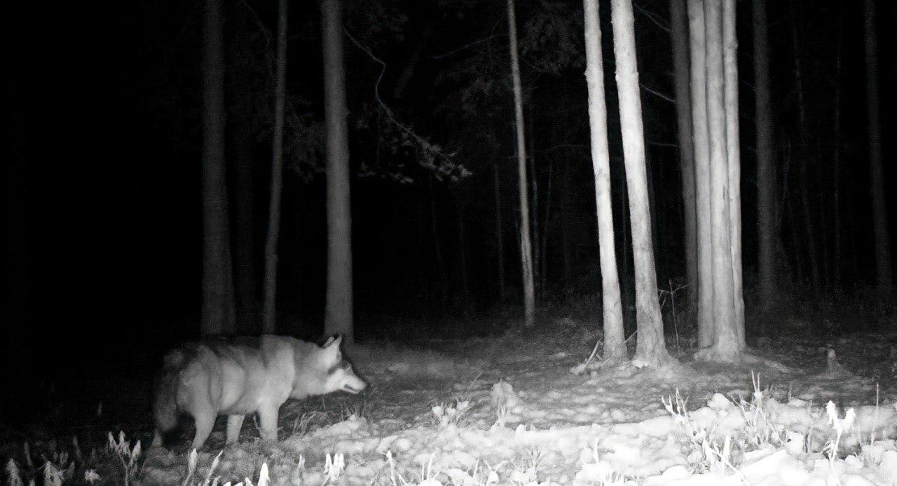 Взрослый волк попал в объектив фотоловушки во Всеволожском районе Взрослый волк попал в объектив фотоловушки во Всеволожском районе