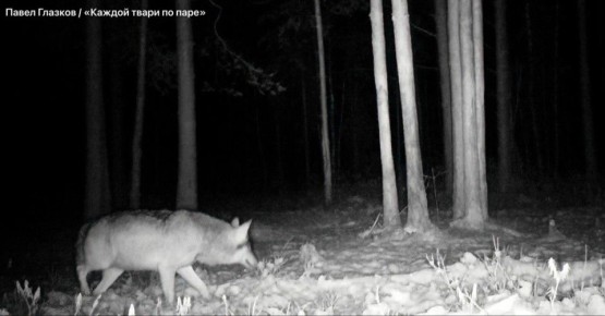 Хотите знать, как будете выглядеть после новогодних праздников? Волк-колобок из Всеволожского района Ленобласти знает