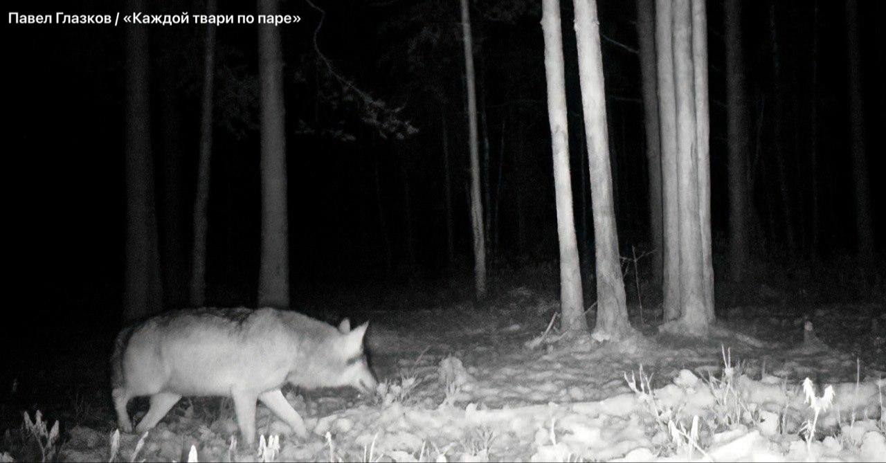 Хотите знать, как будете выглядеть после новогодних праздников? Волк-колобок из Всеволожского района Ленобласти знает