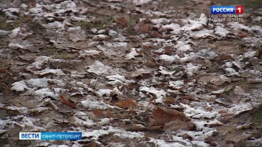 Петербург и Ленобласть во власти антициклона
