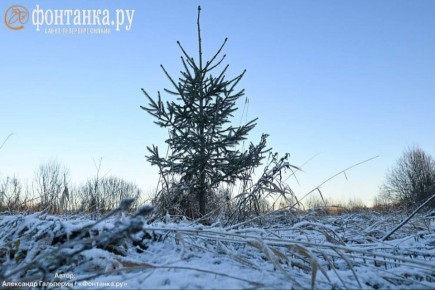 Штраф до 20 тысяч рублей грозит тем, кто любит незаконно рубить елки Ленобласти