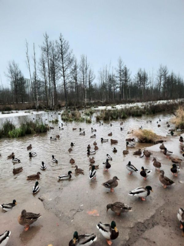 � �������� ���������� ����������� ������� ����� ����� � ���������� � ����������