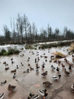 � �������� ���������� ����������� ������� ����� ����� � ���������� � ����������