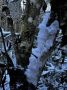 В лесу под Волосово появились ледяные волосы