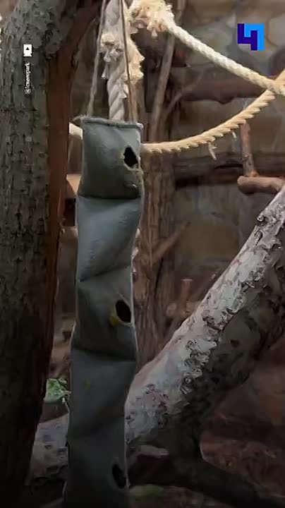 Пожарные рукава получили вторую жизнь в Ленинградском зоопарке