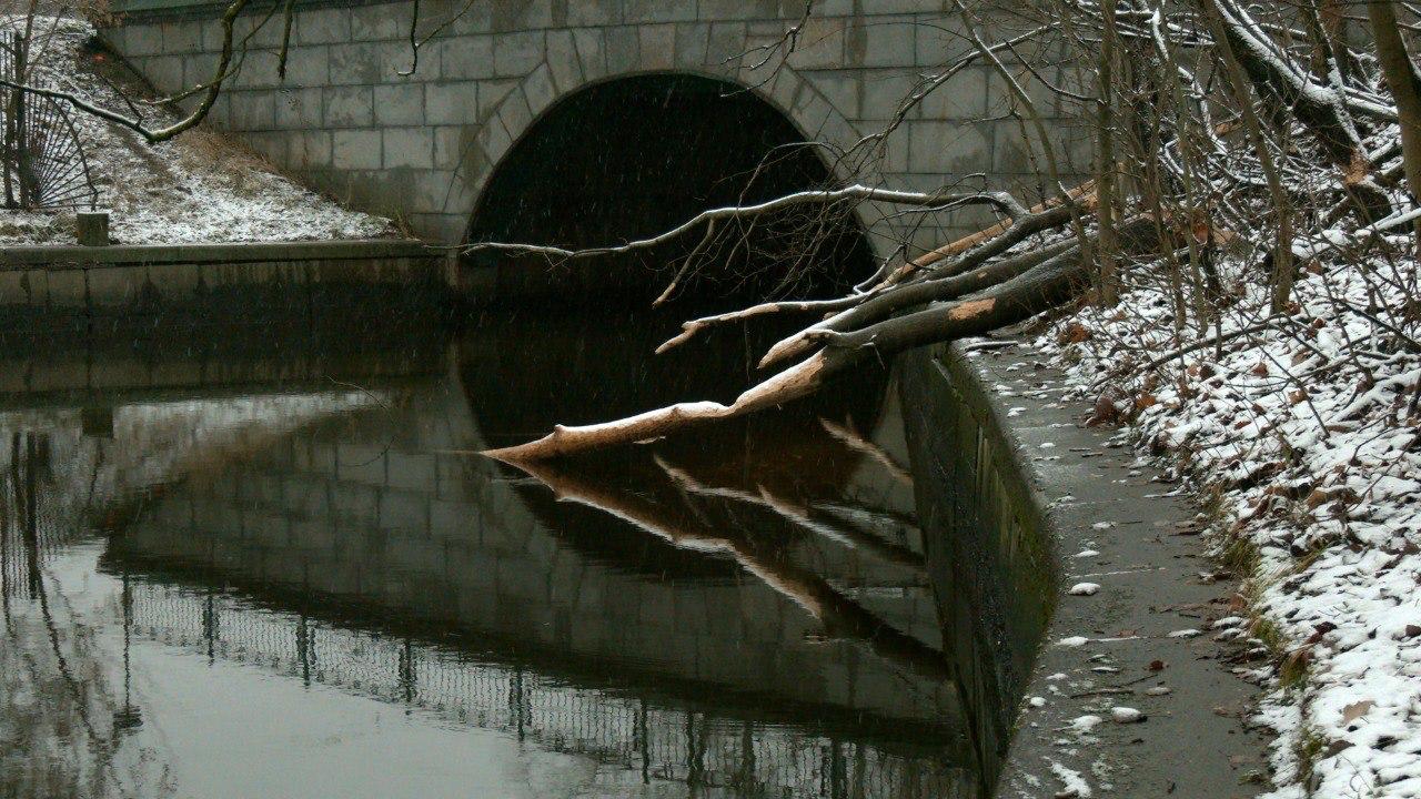 Бобры обосновались на реке Таракановке в Петербурге Бобры обосновались на реке Таракановке в Петербурге