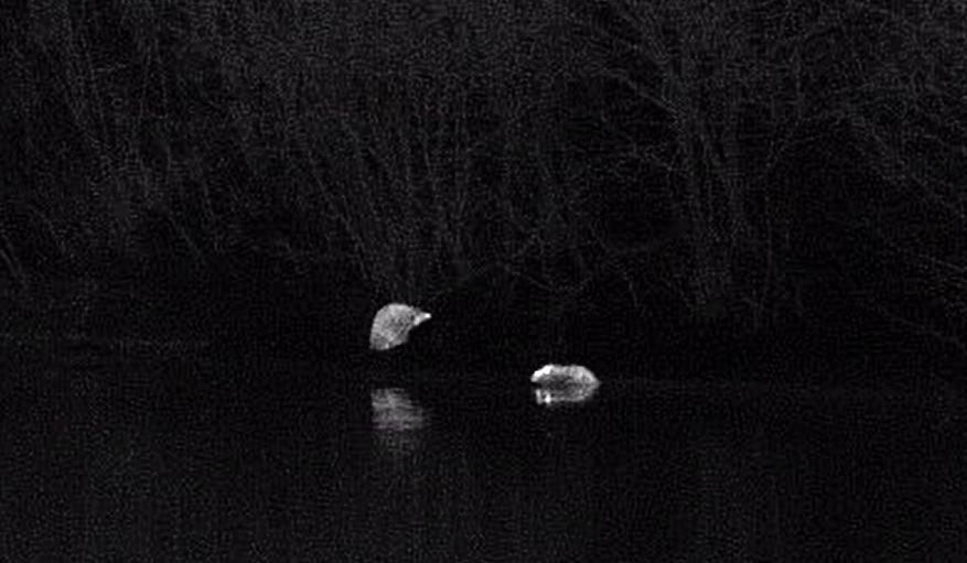 Бобры обосновались на реке Таракановке в Петербурге Бобры обосновались на реке Таракановке в Петербурге