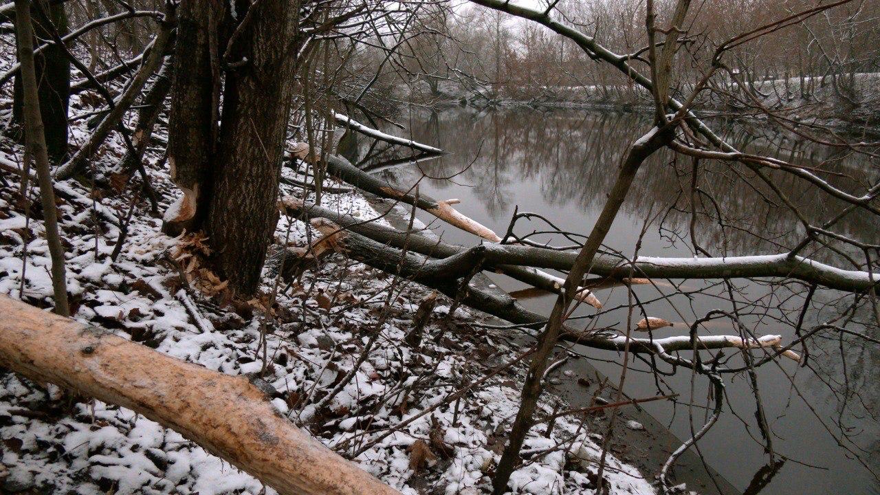 Бобры обосновались на реке Таракановке в Петербурге Бобры обосновались на реке Таракановке в Петербурге